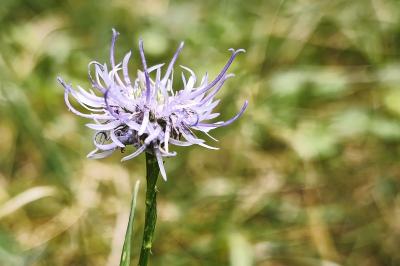 <i>Phyteuma orbiculare</i>