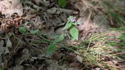 <i>Clinopodium vulgare</i>