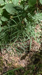 <i>Peucedanum gallicum</i>