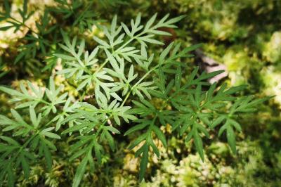 <i>Thysselinum palustre</i>