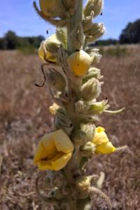 <i>Verbascum thapsus</i>
