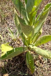 <i>Verbascum thapsus</i>