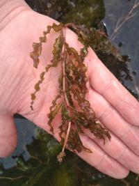 <i>Potamogeton crispus</i>
