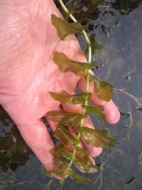 <i>Potamogeton perfoliatus</i>