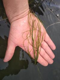 <i>Stuckenia pectinata</i>