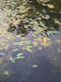 <i>Potamogeton nodosus</i>