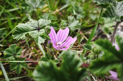 <i>Malva sylvestris</i>