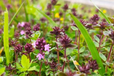<i>Thymus praecox</i>