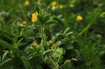 <i>Medicago minima</i>