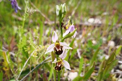 <i>Ophrys apifera</i>