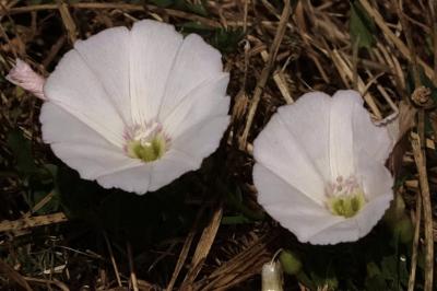 <i>Convolvulus arvensis</i>