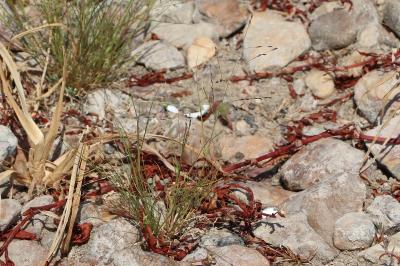 <i>Eragrostis pectinacea</i>