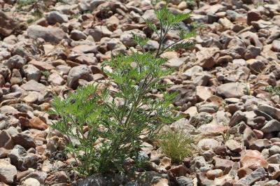 <i>Ambrosia artemisiifolia</i>