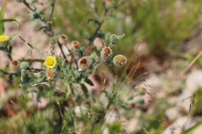<i>Pulicaria vulgaris</i>
