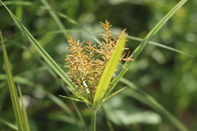 <i>Cyperus esculentus</i>