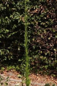 <i>Erigeron canadensis</i>