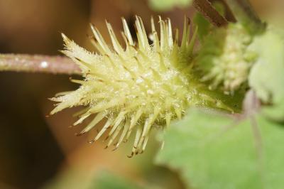 <i>Xanthium orientale subsp. italicum</i>