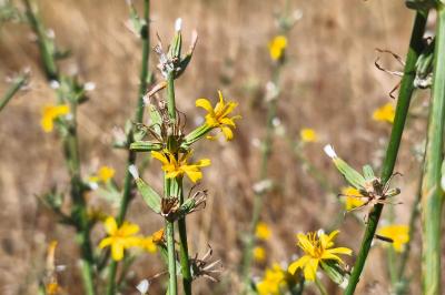 <i>Chondrilla juncea</i>