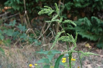 <i>Echinochloa crus-galli</i>
