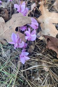 <i>Cyclamen hederifolium</i>