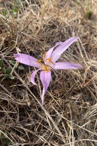 <i>Colchicum autumnale</i>