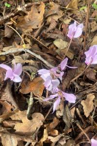 <i>Cyclamen hederifolium</i>