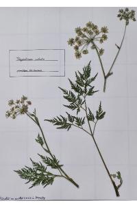 <i>Thysselinum palustre</i>