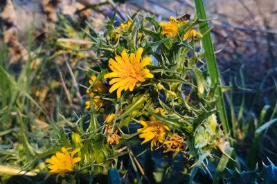 <i>Scolymus hispanicus</i>