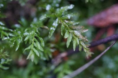 <i>Plagiomnium undulatum</i>