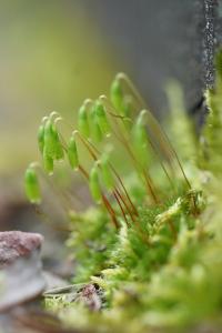 <i>Ptychostomum capillare</i>
