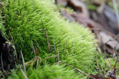 <i>Leucobryum glaucum</i>