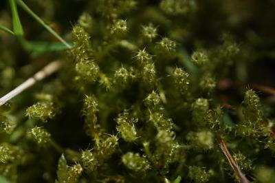 <i>Rhytidiadelphus squarrosus</i>