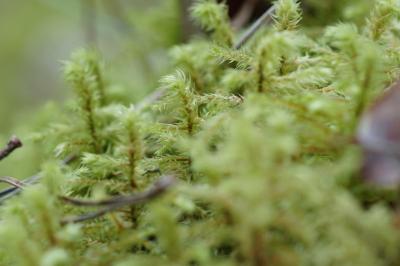 <i>Hylocomiadelphus triquetrus</i>