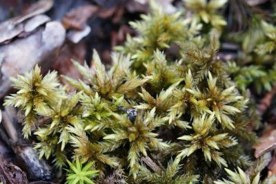 <i>Climacium dendroides</i>