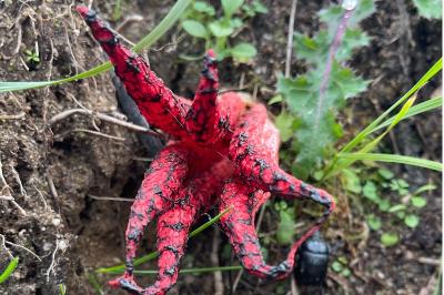 <i>Clathrus archeri</i>