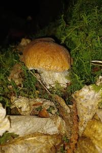 <i>Boletus edulis</i>