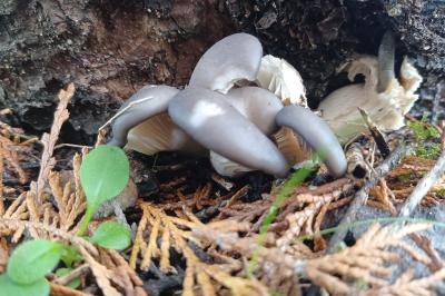 <i>Pleurotus ostreatus</i>