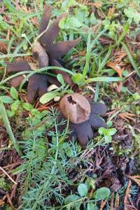 <i>Geastrum</i>