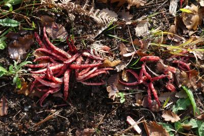 <i>Clathrus archeri</i>