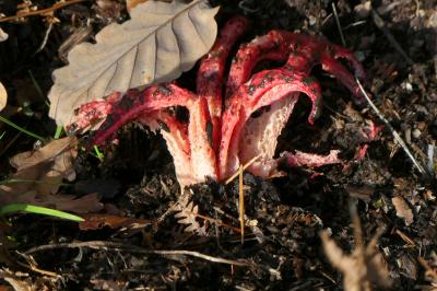 <i>Clathrus archeri</i>