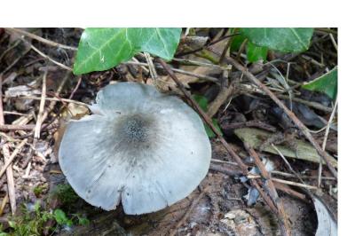 <i>Volvariella caesiotincta</i>
