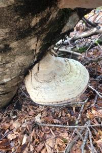 <i>Fomes fomentarius</i>