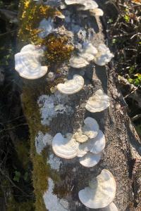 <i>Trametes hirsuta</i>