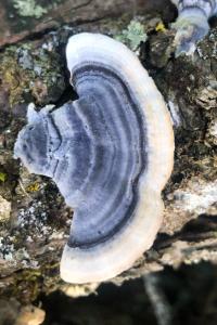 <i>Trametes versicolor</i>