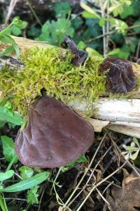 <i>Auricularia auricula-judae</i>