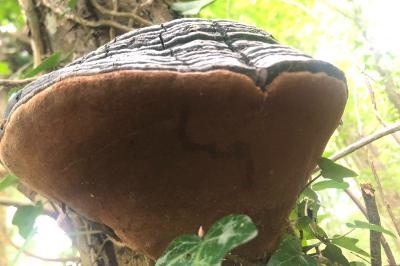 <i>Fomes fomentarius</i>