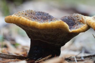<i>Phaeolus schweinitzii</i>