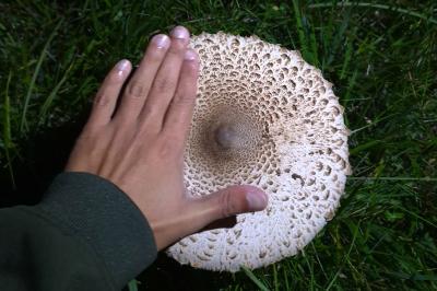 <i>Macrolepiota procera</i>