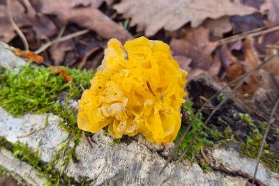 <i>Tremella mesenterica</i>