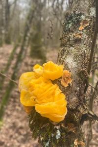<i>Tremella mesenterica</i>